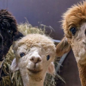 26609857-kampf-gegen-corona-den-alpakastuten-britta-links-nora-mitte-und-xenia-hatte-das-goettinger-wissenschaftler-team-mehrmals-einen-teil-des-spike-proteins-253ydKYcZ5a7